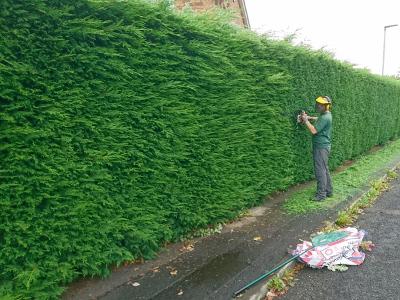 Long Hedge Trimming in Progress