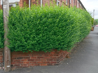 Hedge before it was trimmed