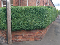 Hedge after it has been trimmed