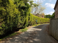 Long reach hedge trimming