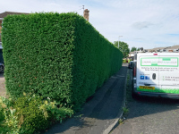 Long Hedge after trimming