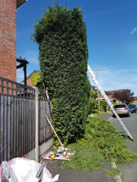 Tree during trimming