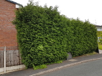 Before short reach hedge trimming