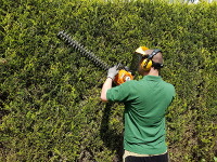 During short reach hedge trimming